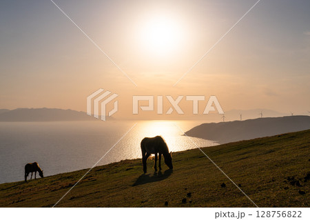 《宮崎県》馬のいる夕暮れの都井岬 《宮崎県》馬のいる夕暮れの都井岬 128756822