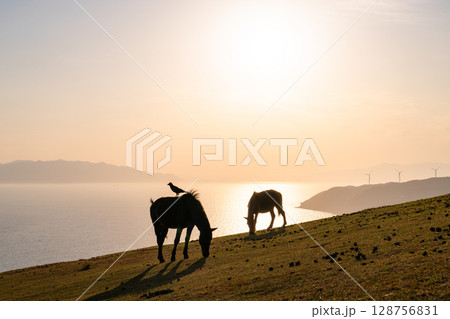 《宮崎県》馬のいる夕暮れの都井岬 《宮崎県》馬のいる夕暮れの都井岬 128756831