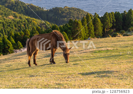 《宮崎県》馬のいる夕暮れの都井岬 128756923