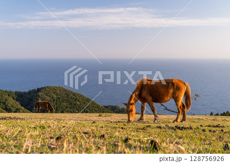 《宮崎県》馬のいる夕暮れの都井岬 128756926