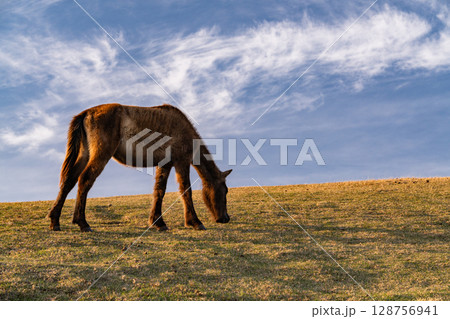 《宮崎県》馬のいる夕暮れの都井岬 128756941