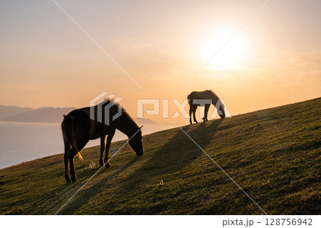 《宮崎県》馬のいる夕暮れの都井岬 128756942