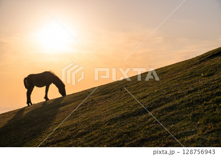 《宮崎県》馬のいる夕暮れの都井岬 128756943