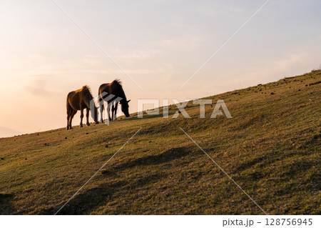 《宮崎県》馬のいる夕暮れの都井岬 128756945