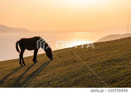 《宮崎県》馬のいる夕暮れの都井岬 《宮崎県》馬のいる夕暮れの都井岬 128756946
