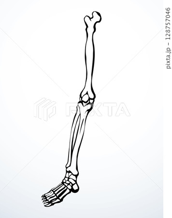 Vector drawing. Bones of the leg 128757046