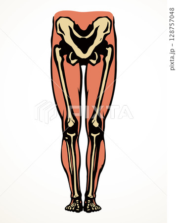 Vector drawing. Bones of the leg 128757048