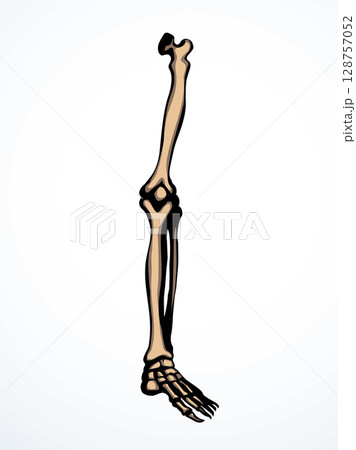 Vector drawing. Bones of the leg 128757052