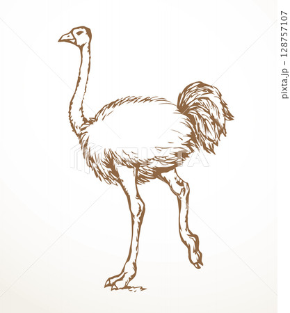 Vector drawing. Ostrich in the steppe Vector drawing. Ostrich in the steppe 128757107