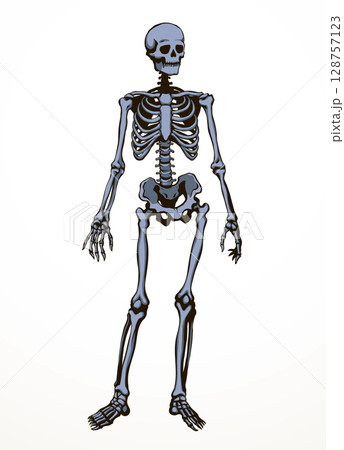 Human skeleton. Vector schematic drawing Human skeleton. Vector schematic drawing 128757123