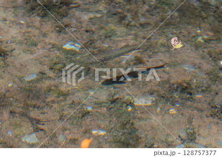 イワナの泳ぐ風景 – 上高地の夏 128757377