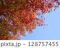 紅葉と青空 128757455