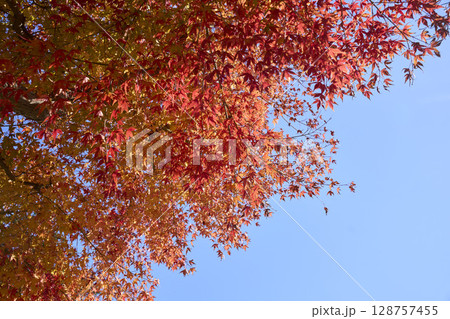 紅葉と青空 128757455