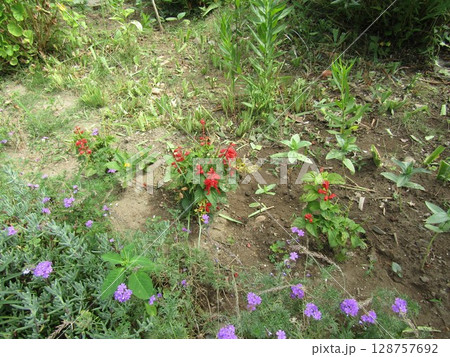 バーベナの紫色の花とサルビアの赤い花 バーベナの紫色の花とサルビアの赤い花 128757692