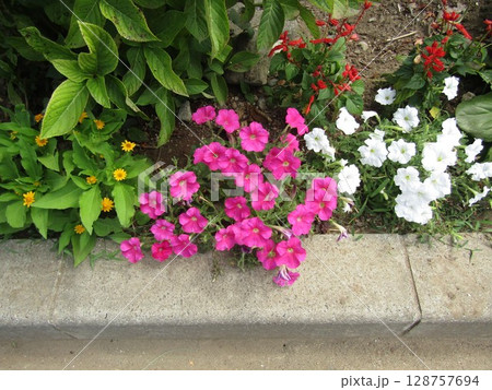 桃色と白色のペチニア 桃色と白色のペチニア 128757694