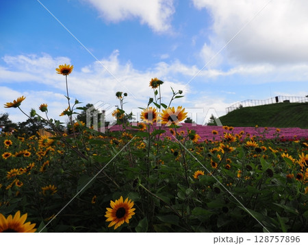 初夏の箱館山（滋賀県） 128757896