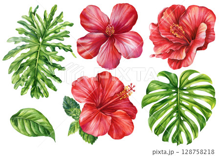 Watercolor red hibiscus flowers and tropical green leaves clipart set for summer design and exotic floral decoration Watercolor red hibiscus flowers and tropical green leaves clipart set for summer design and exotic floral decoration 128758218