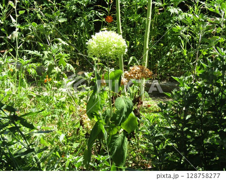 花の色の変化が楽しいアナベル紫陽花 花の色の変化が楽しいアナベル紫陽花 128758277