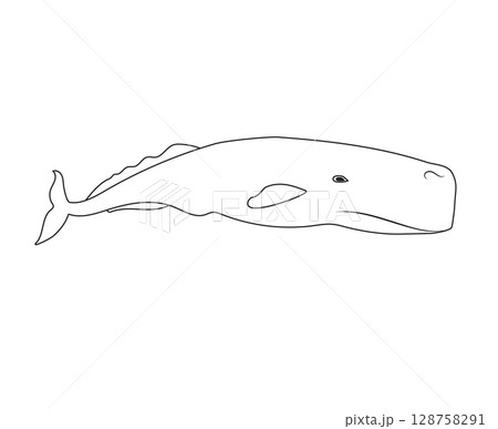 Vector flat hand drawn outline sperm whale 128758291