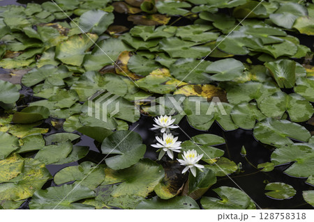 水面に咲く白い睡蓮と蓮の葉の静かな風景（美濃加茂のあじさいの池） 128758318