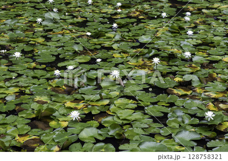 水面に咲く白い睡蓮と蓮の葉の静かな風景（美濃加茂のあじさいの池） 128758321