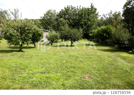 Landscape of a country house with a lawn and fruit trees 128758556