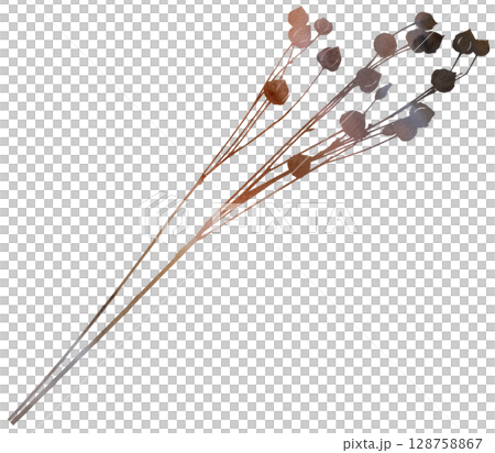 Watercolor dried stick with seed pods in brown tones, boho autumn wedding isolated illustration Watercolor dried stick with seed pods in brown tones, boho autumn wedding isolated illustration 128758867
