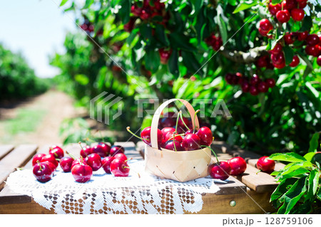 still life of cherries in wicker basket on table in garden still life of cherries in wicker basket on table in garden 128759106
