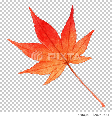 落ち葉 イラスト もみじ 水彩 一枚 128759323
