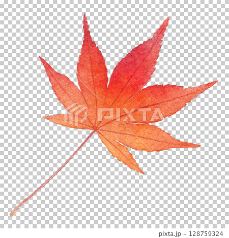 Fallen leaves illustration maple watercolor one piece Fallen leaves illustration maple watercolor one piece 128759324