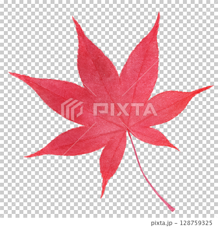 落ち葉 イラスト もみじ 水彩 一枚 128759325