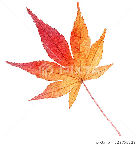 落ち葉 イラスト もみじ 水彩 一枚 落ち葉 イラスト もみじ 水彩 一枚 128759328