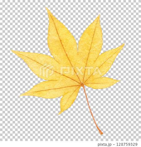 落ち葉 イラスト 水彩 一枚 もみじ 128759329