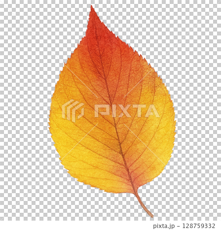 Fallen leaves illustration watercolor one piece 128759332