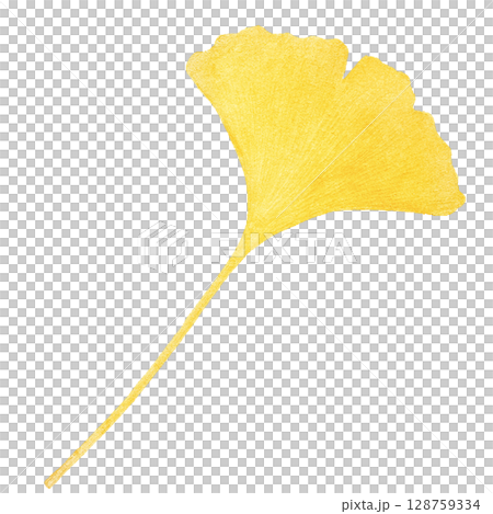 落ち葉 イラスト 水彩 一枚 イチョウ 128759334