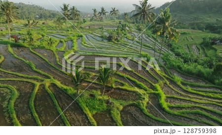 Panoramic View of Rice Terraces in Bali, Indonesia. Top aerial drone view of green rice fields. 128759398