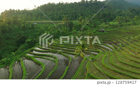 Panoramic View of Rice Terraces in Bali, Indonesia. Top aerial drone view of green rice fields. 128759417