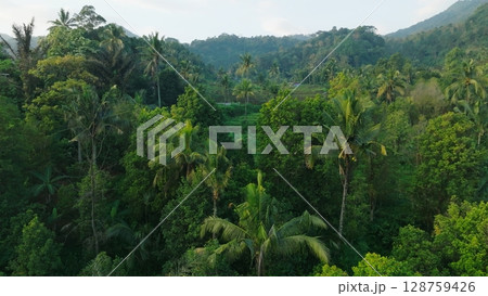 Panoramic View of Rice Terraces in Bali, Indonesia. Top aerial drone view of green rice fields. Panoramic View of Rice Terraces in Bali, Indonesia. Top aerial drone view of green rice fields. 128759426