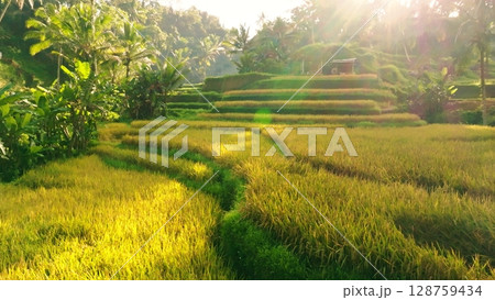Panoramic View of Rice Terraces in Bali, Indonesia. Top aerial drone view of green rice fields. Panoramic View of Rice Terraces in Bali, Indonesia. Top aerial drone view of green rice fields. 128759434