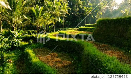 Panoramic View of Rice Terraces in Bali, Indonesia. Top aerial drone view of green rice fields. Panoramic View of Rice Terraces in Bali, Indonesia. Top aerial drone view of green rice fields. 128759438