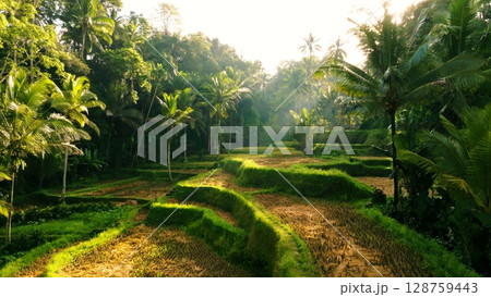 Panoramic View of Rice Terraces in Bali, Indonesia. Top aerial drone view of green rice fields. 128759443