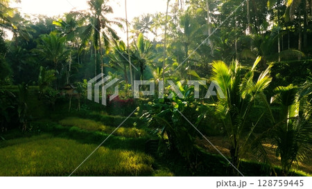 Panoramic View of Rice Terraces in Bali, Indonesia. Top aerial drone view of green rice fields. 128759445