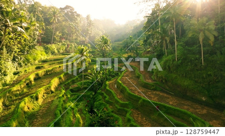 Panoramic View of Rice Terraces in Bali, Indonesia. Top aerial drone view of green rice fields. 128759447