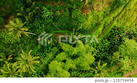 Panoramic View of Rice Terraces in Bali, Indonesia. Top aerial drone view of green rice fields. 128759454