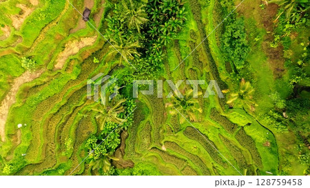Panoramic View of Rice Terraces in Bali, Indonesia. Top aerial drone view of green rice fields. 128759458