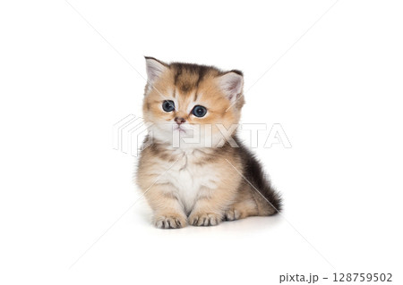 Small Scottish kitten with short paws 128759502