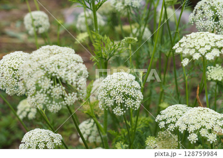 白いニンジンの花　（5月）　家庭菜園　 128759984