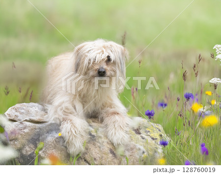 Pyrenean Sheepdog in nature Pyrenean Sheepdog in nature 128760019