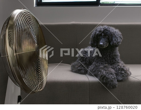 poodle in home poodle in home 128760020
