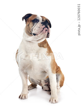 continental bulldog in studio continental bulldog in studio 128760031